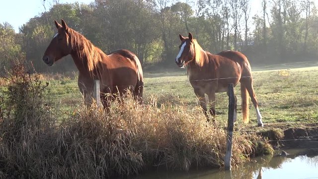Deux juments dans le marais.
