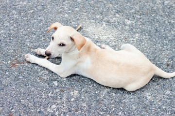 The white dog is lying on the asphalt road.