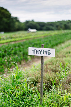 Herb Garden with Thyme