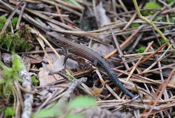 Lizard in the grass
