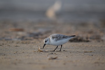 Nordsee - Eindrücke vom Herbst 2018 auf Römö