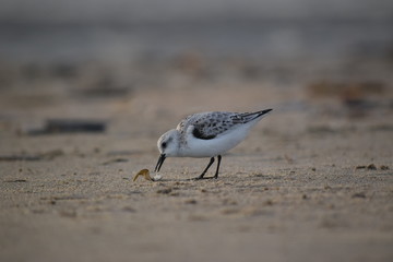 Nordsee - Eindrücke vom Herbst 2018 auf Römö