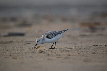 Nordsee - Eindrücke vom Herbst 2018 auf Römö
