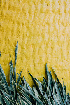 plants down yellow textured wall