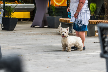 Chien terrier tenu en laisse dans la rue