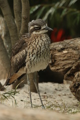 The bush stone-curlew, also known as the bush thick-knee. A ground-dwelling bird endemic to Australia.