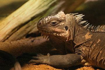  Lesser Antillean iguana, a critically endangered large arboreal lizard endemic to the Lesser Antilles.