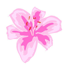 Beautiful pink lily flower. Illustration of big lily isolated on white background. Hand drawn vector. Nature floral collection.