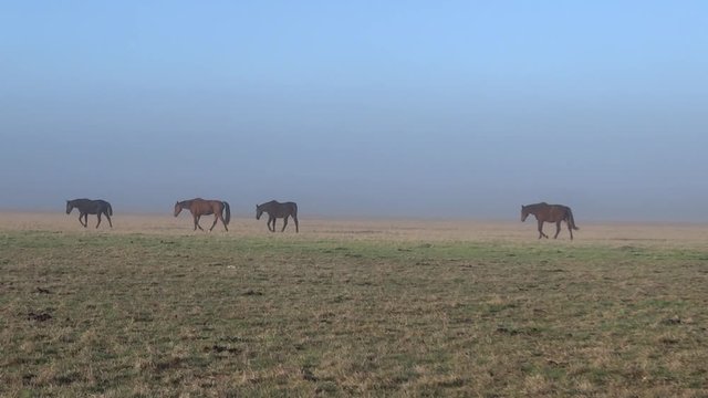 Quatre chevaux au loin dans la brume.