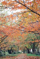 色づき始めの紅葉