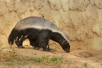 The honey badger, also known as the ratel. It is native to Africa, Southwest Asia, and the Indian subcontinent. 