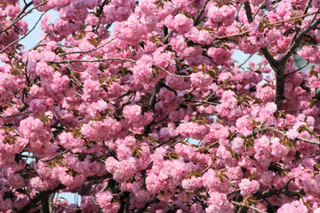 spring trees