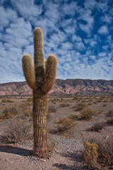 Los Cardones National Park