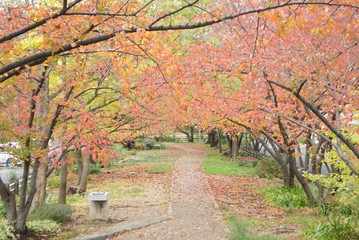 色づき始めの紅葉