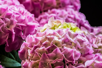 Hortensias roses