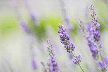 Zelfklevend Fotobehang Takje lavendel in de Provence © PicsArt