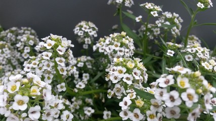White small flowers on gray background