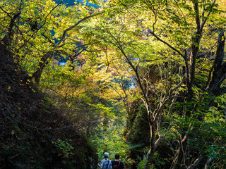 秋の色づく木々の下を歩く人