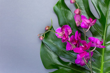 Green tropical leaves with lilac orchids on gray background. Flat lay, top view. Copy space. Blank greeting card for creative work design