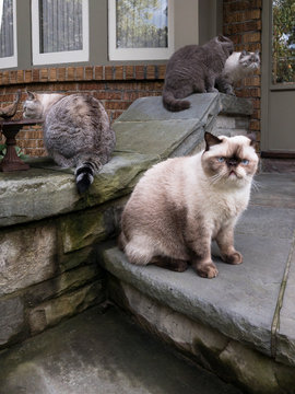 Fat Cat with his Cat Family