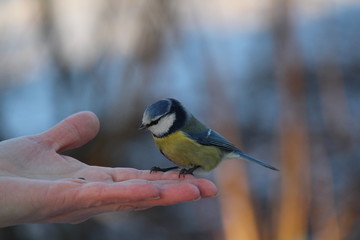 Blue tit