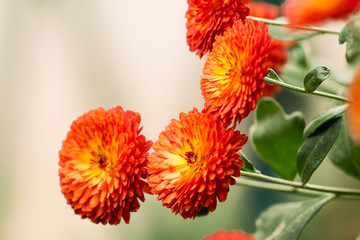Sunny autumn bright orange flowers of chrysanthemum