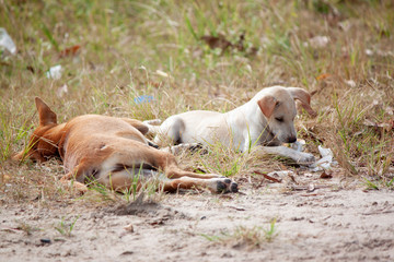 Fototapeta premium Dogs play on the lawn with fun.