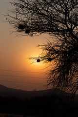 Webervogelnest im Sonnenuntergang