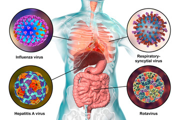 Human pathogenic viruses causing respiratory and enteric infections