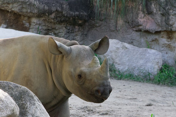 Fototapeta premium Beautiful rhino in zoological garden. Wild animal.