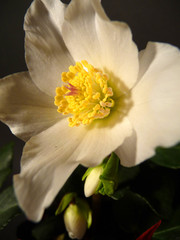 Fototapeta na wymiar Makro einer Christrosenblüte