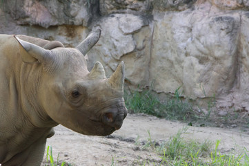 Beautiful rhino in zoological garden. Wild animal.