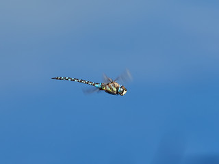 Dragonfly Aeshna mixed Latreille, flying over the water in la lagoon del hondo, Alicante