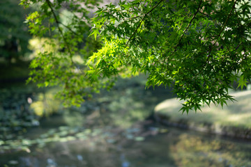 Obraz na płótnie Canvas Green maple leaves with lotus pond in the background (Koishikawa Korakuen, Tokyo, Japan)