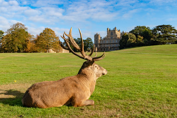 Deer at Wollaton Hall