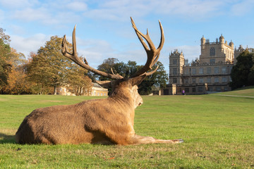 Deer at Wollaton Hall