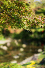 A branch with green and yellow maple leaves in Japanese garden (Koishikawa Korakuen, Tokyo, Japan)