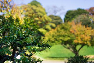 Japanese traditional trees in Japanese garden while the leaves turn red with yellow and green leaves background (Koishikawa Korakuen, Tokyo, Japan)