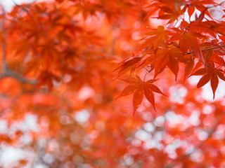 北海道の紅葉風景 真っ赤に染まったノムラモミジ