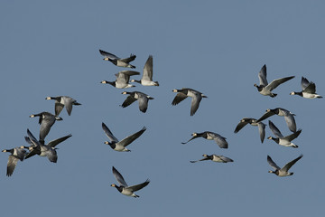 Barnacle goose (Branta leucopsis)