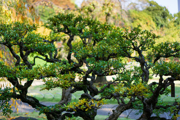 Japanese traditional trees in Japanese garden while the leaves turn red with yellow and green leaves background (Koishikawa Korakuen, Tokyo, Japan)