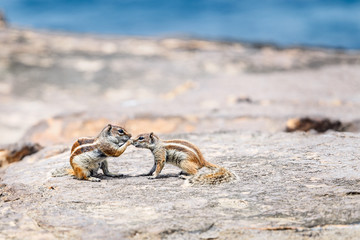 Barbary Ground Squirrels (Chipmunks) in Fuerteventura, Canary Islands