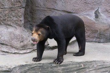 Malayan sun bear in Zoological garden .Osaka tennouji zoo,japan.