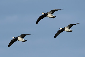 Barnacle goose (Branta leucopsis)