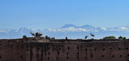 Bociany w Marakeszu z widokiem na góry Atlas - obrazy, fototapety, plakaty
