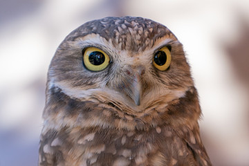 Burrowing Owl Potrtait