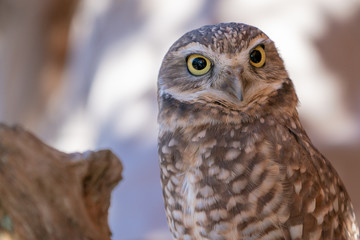Burrowing Owl Potrtait