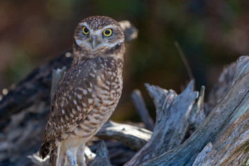 Burrowing Owl on a Log