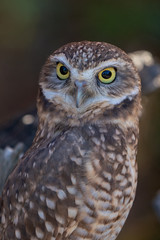 Burrowing Owl Portrait