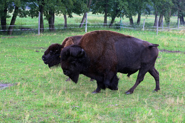 A herd of bison on a farm grazes on a meadow